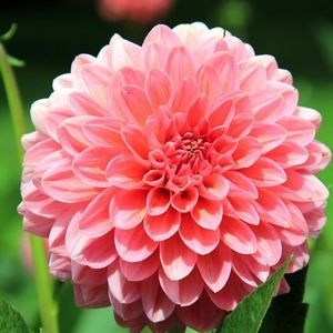 Meet your Posher, Alexandra